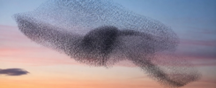 A murmuration of starlings in evening sky