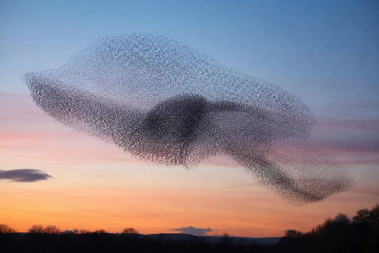 A murmuration of starlings in evening sky